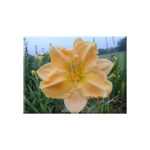 Hemerocallis Love Is Taglilie zartrosa mit lachs