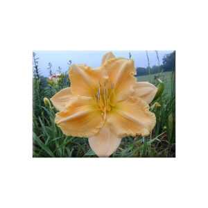 Hemerocallis Love Is Taglilie zartrosa mit lachs