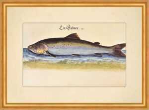 Kunstdruck Ein Salmen atlantischer Lachs Wanderfisch Leonhardt Baldner 066 Gerahm, (1 St)