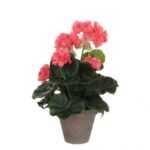 Kunstpflanze Mica Geranium im Topf lachs, 34 x 20 cm, Mica Decorations